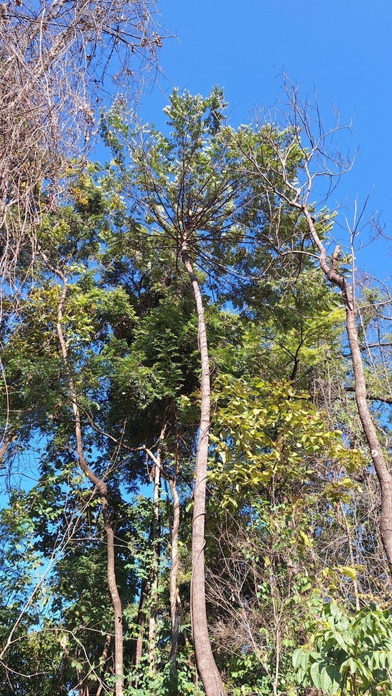 Xylopia ochrantha photo 2