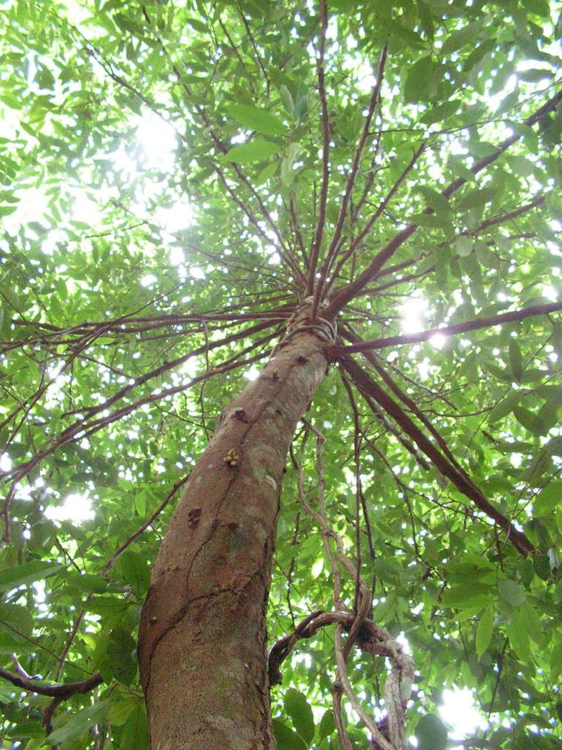Xylopia ochrantha photo 3