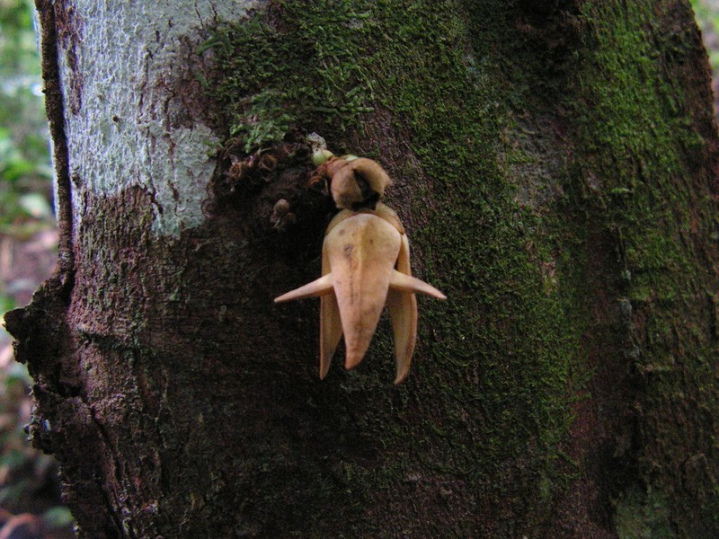 Xylopia ochrantha photo 4