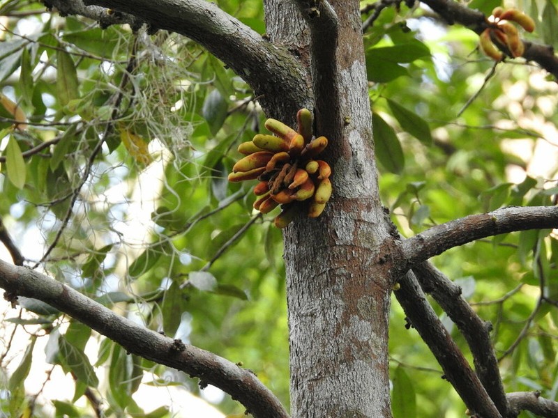 Xylopia ochrantha photo 5
