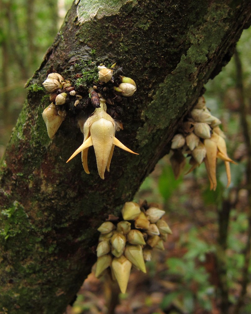 Xylopia ochrantha photo 6