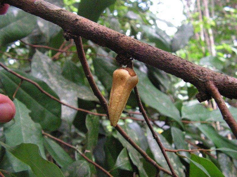 Xylopia ochrantha photo 7
