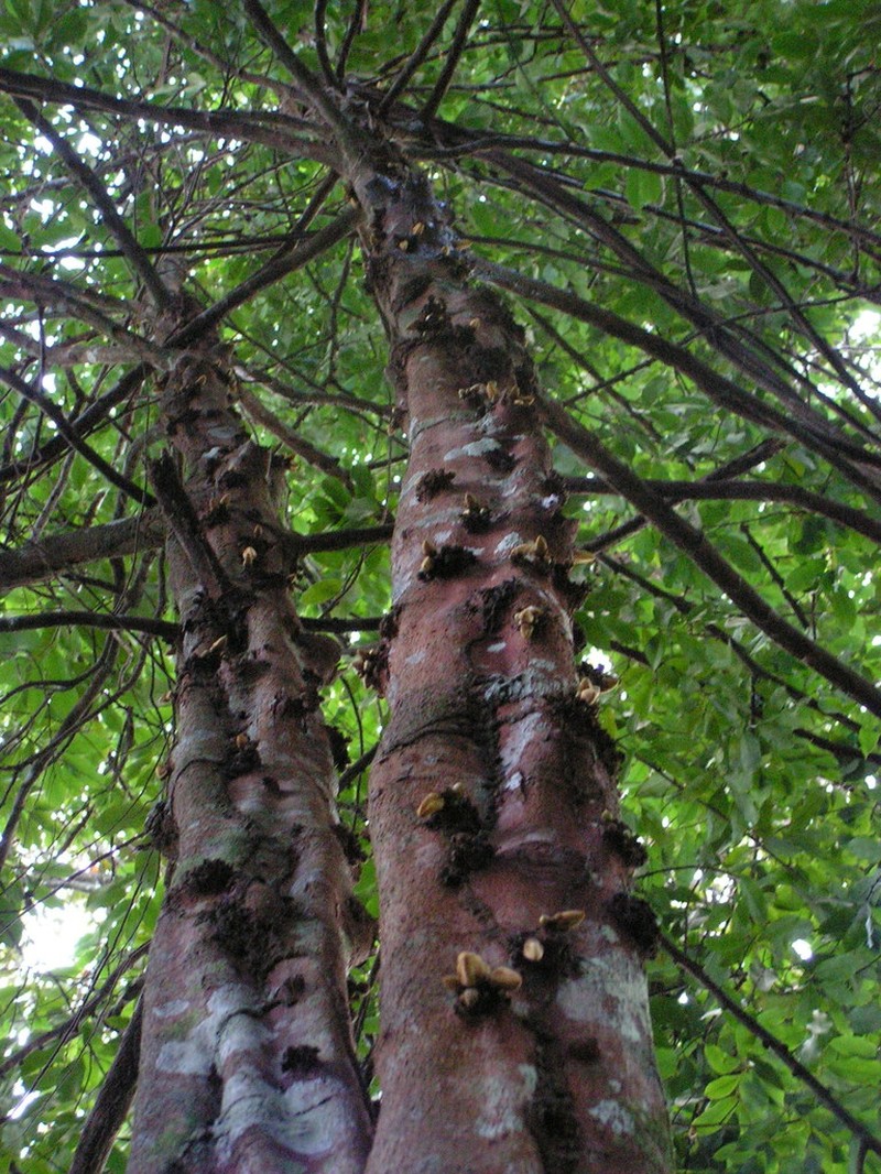 Xylopia ochrantha photo 8