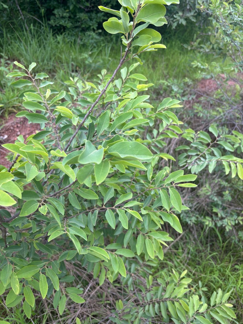 Xylopia odoratissima