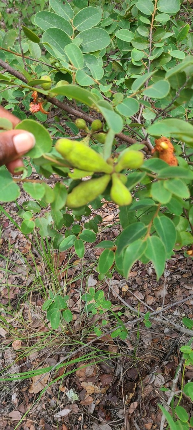 Xylopia odoratissima photo 2