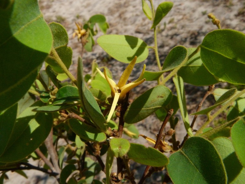Xylopia odoratissima photo 3