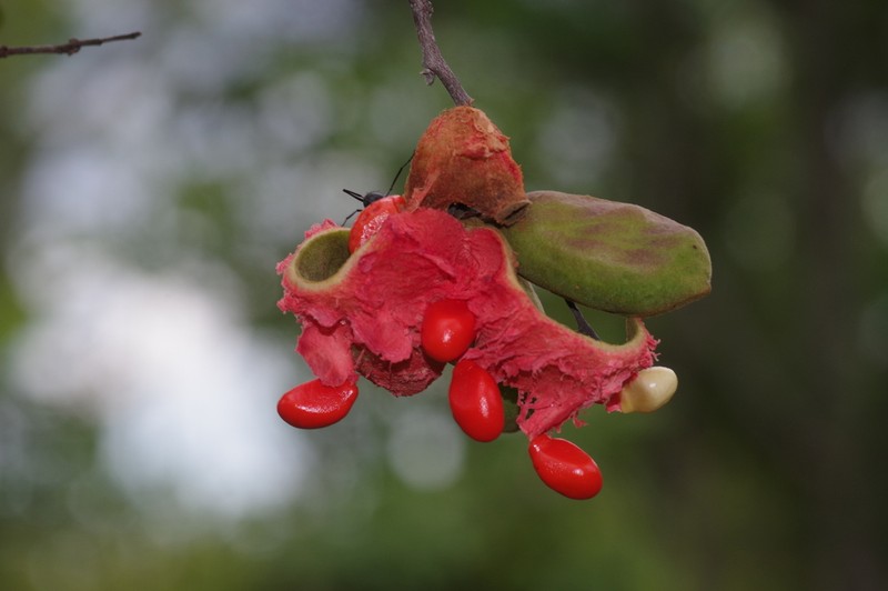 Xylopia odoratissima photo 4