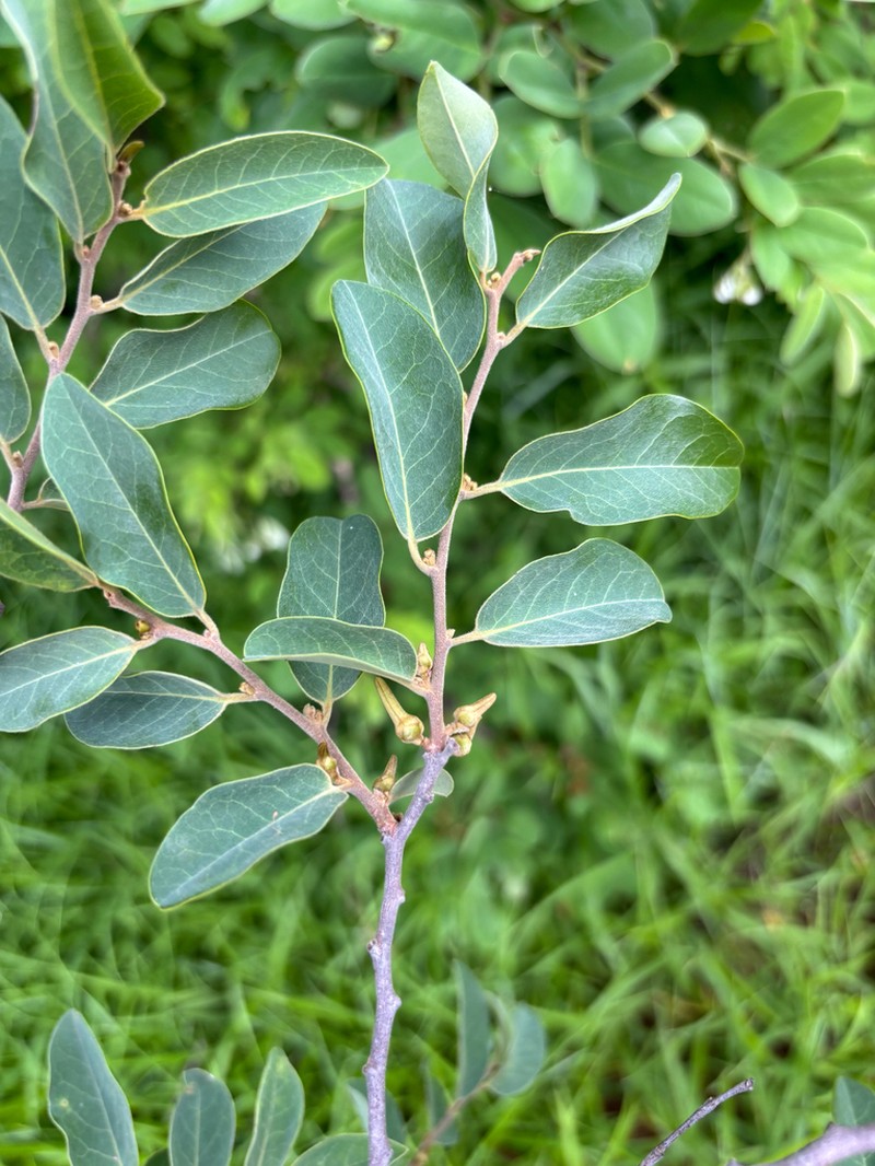 Xylopia odoratissima photo 5