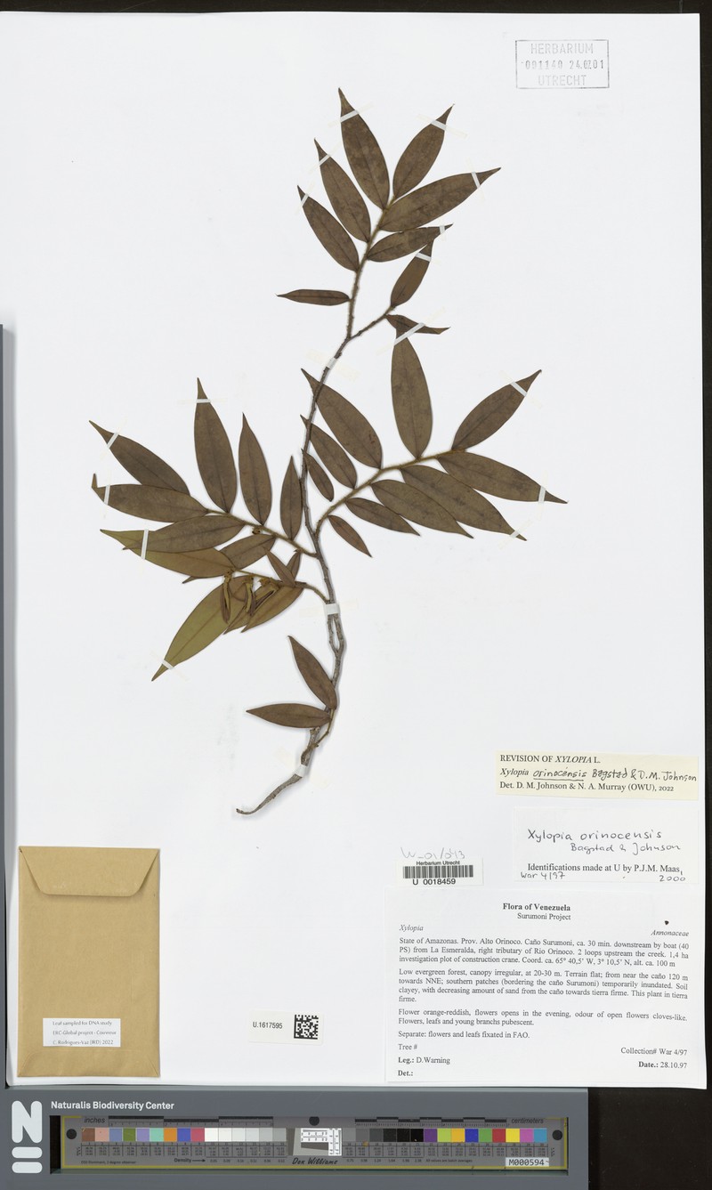 Xylopia orinocensis