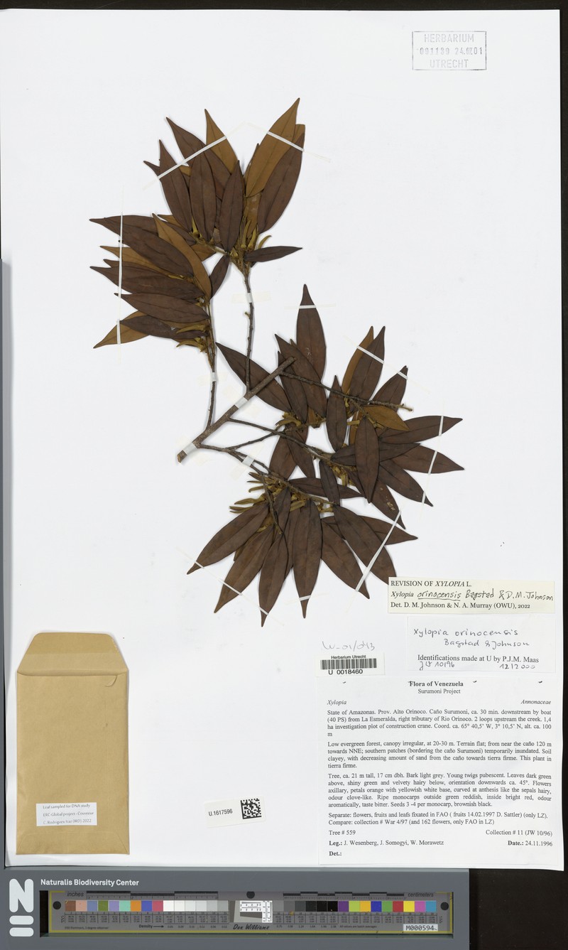 Xylopia orinocensis photo 2