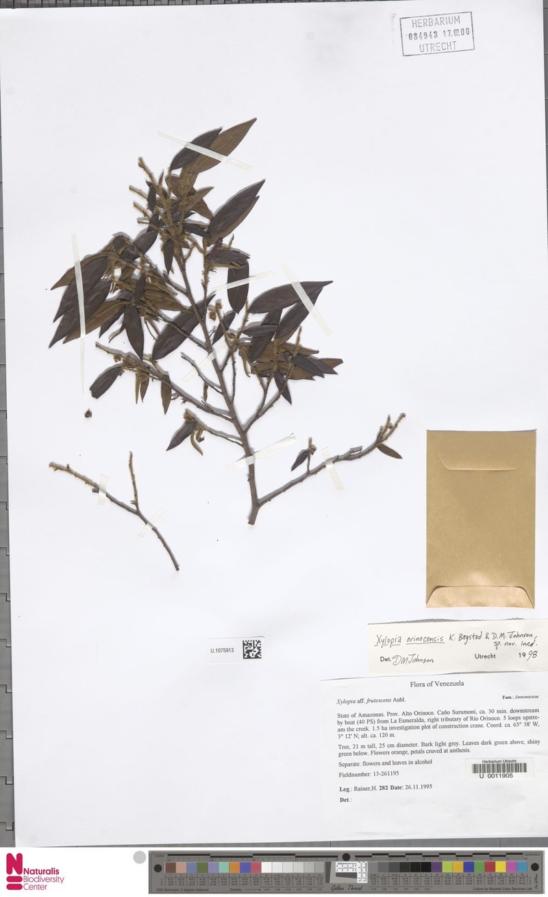Xylopia orinocensis photo 3