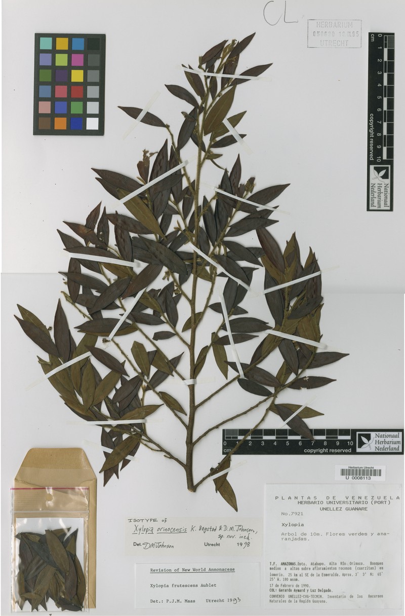 Xylopia orinocensis photo 4