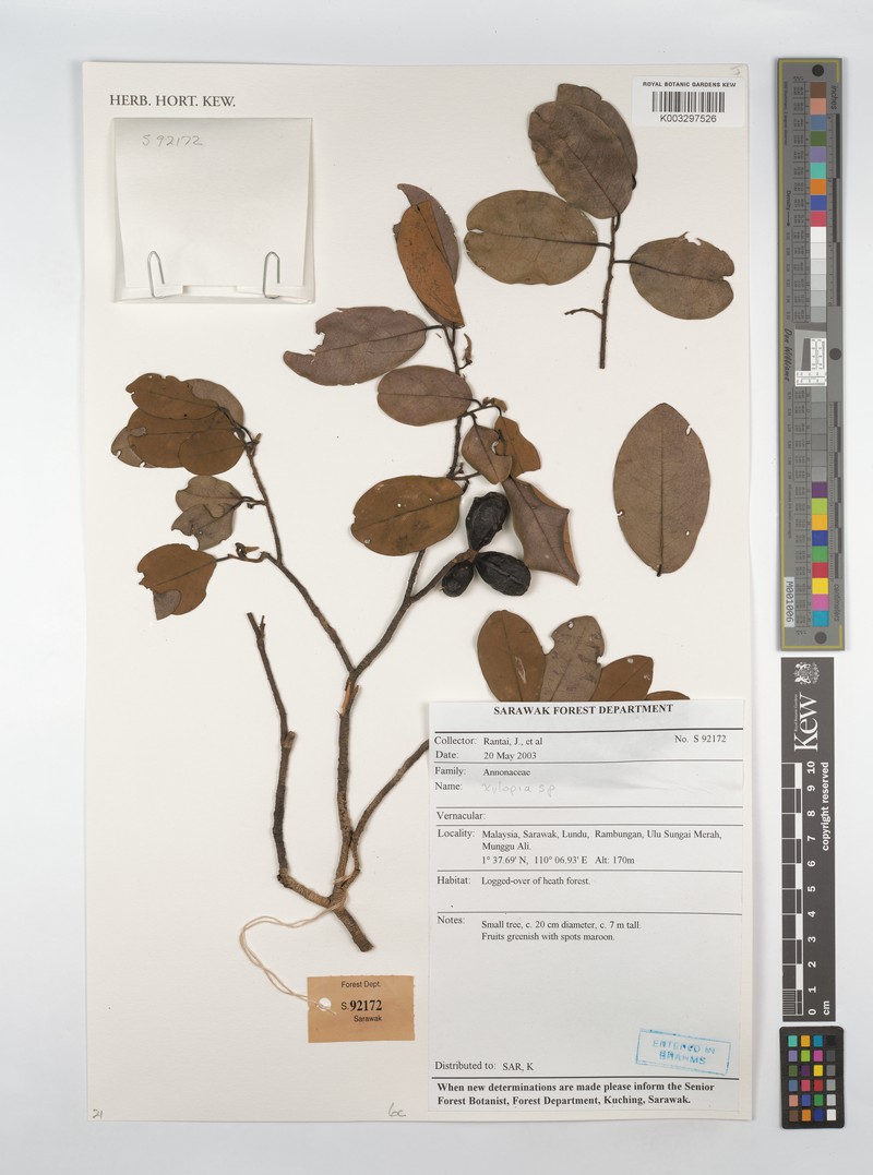 Xylopia oxyantha