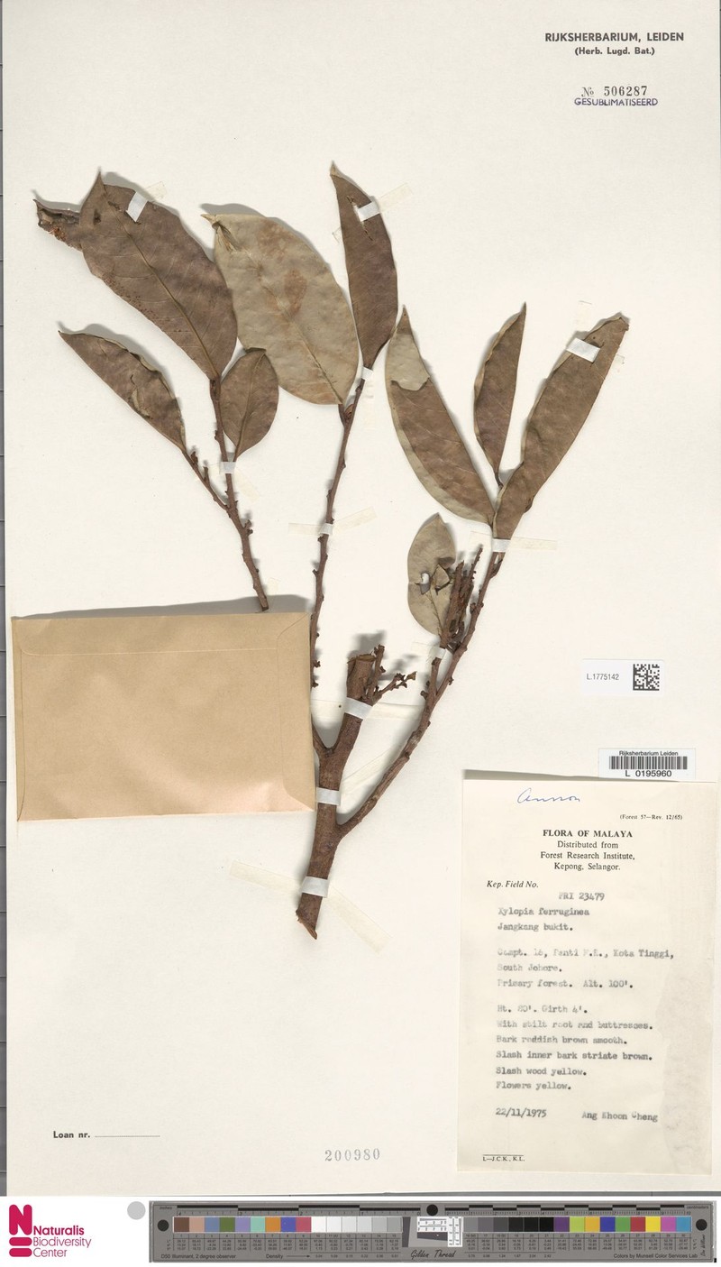 Xylopia oxyantha photo 2