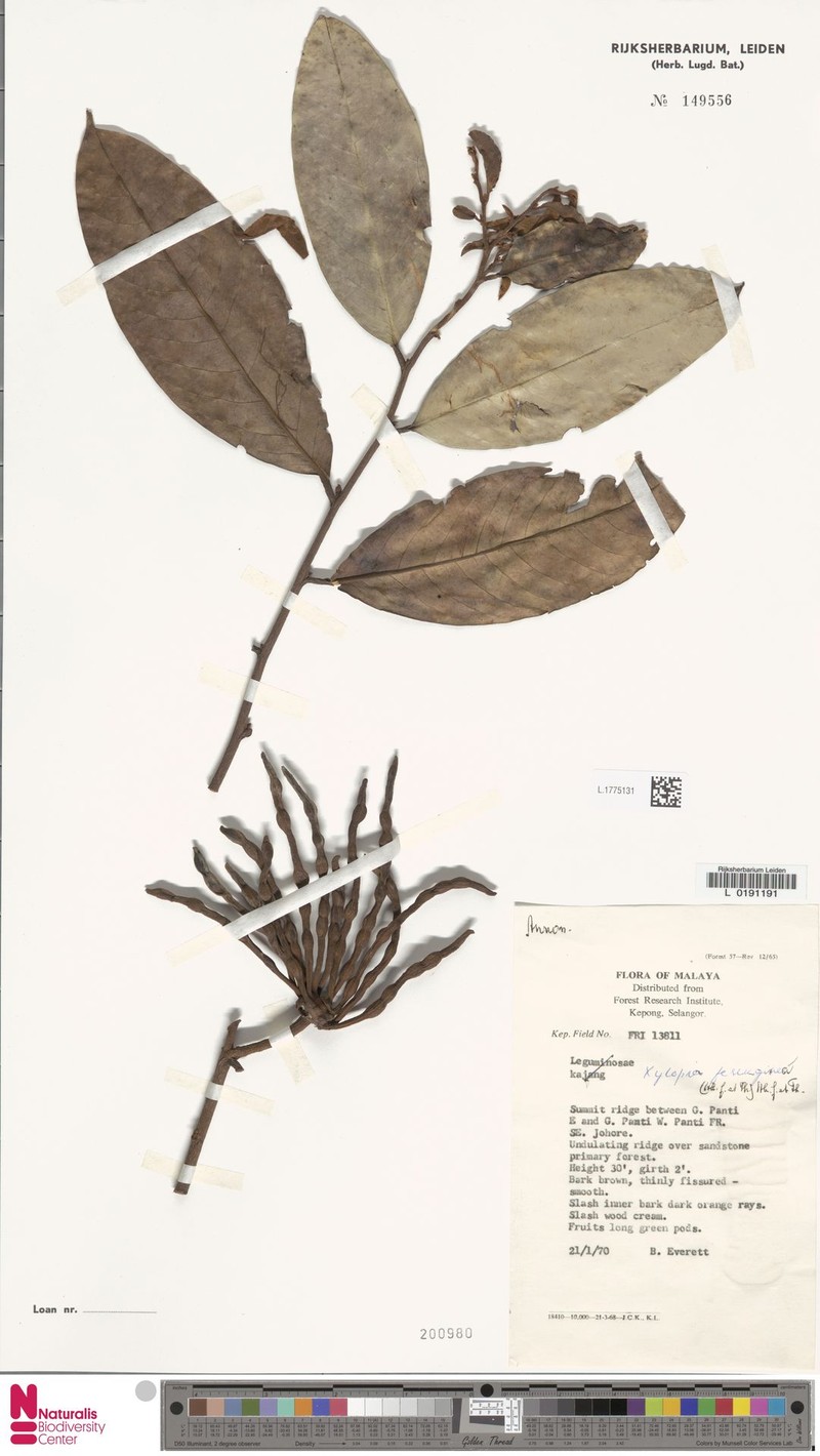 Xylopia oxyantha photo 3