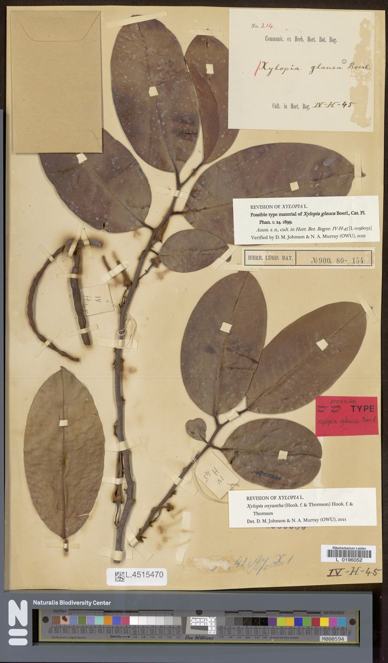 Xylopia oxyantha photo 4