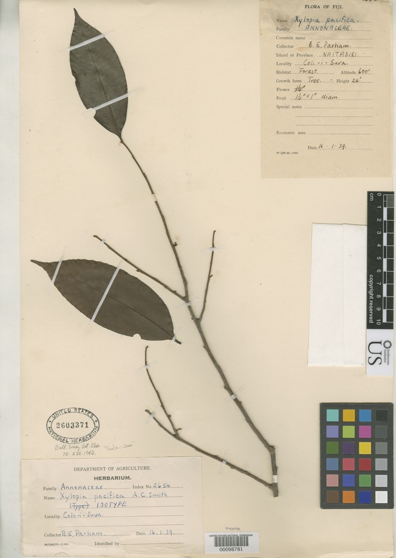 Xylopia pacifica