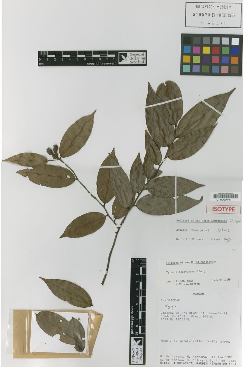 Xylopia panamensis