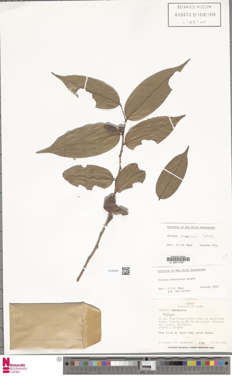Xylopia panamensis photo 2