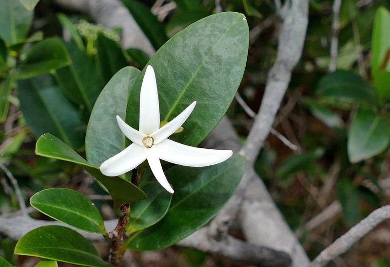 Xylopia pancheri