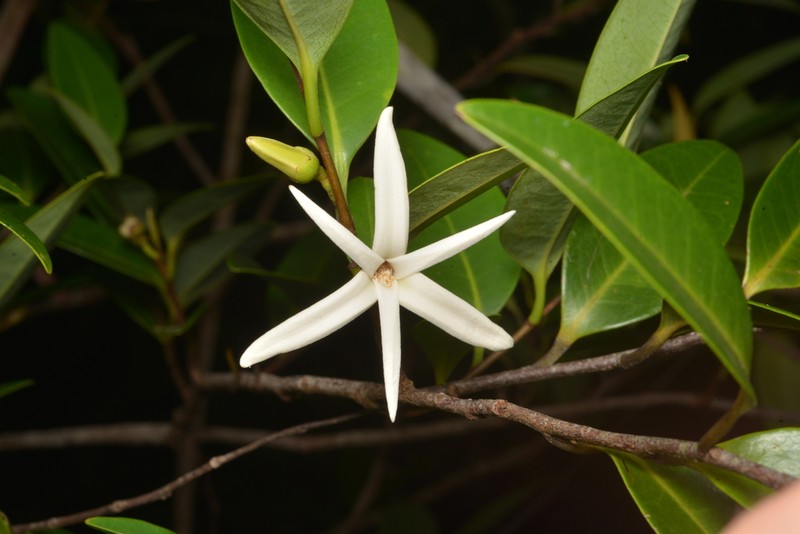 Xylopia pancheri photo 2