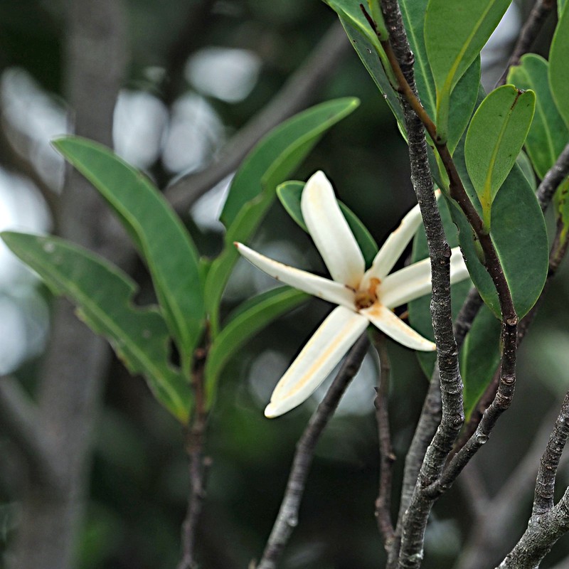 Xylopia pancheri photo 3