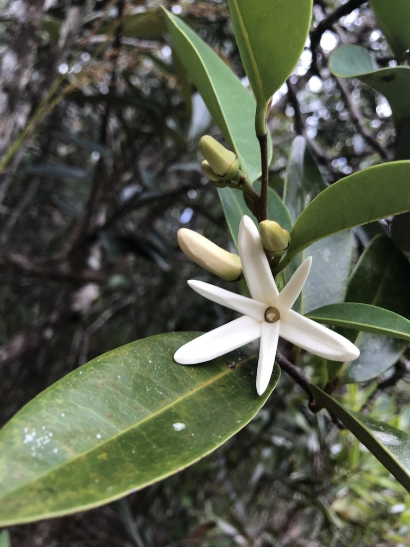 Xylopia pancheri photo 4