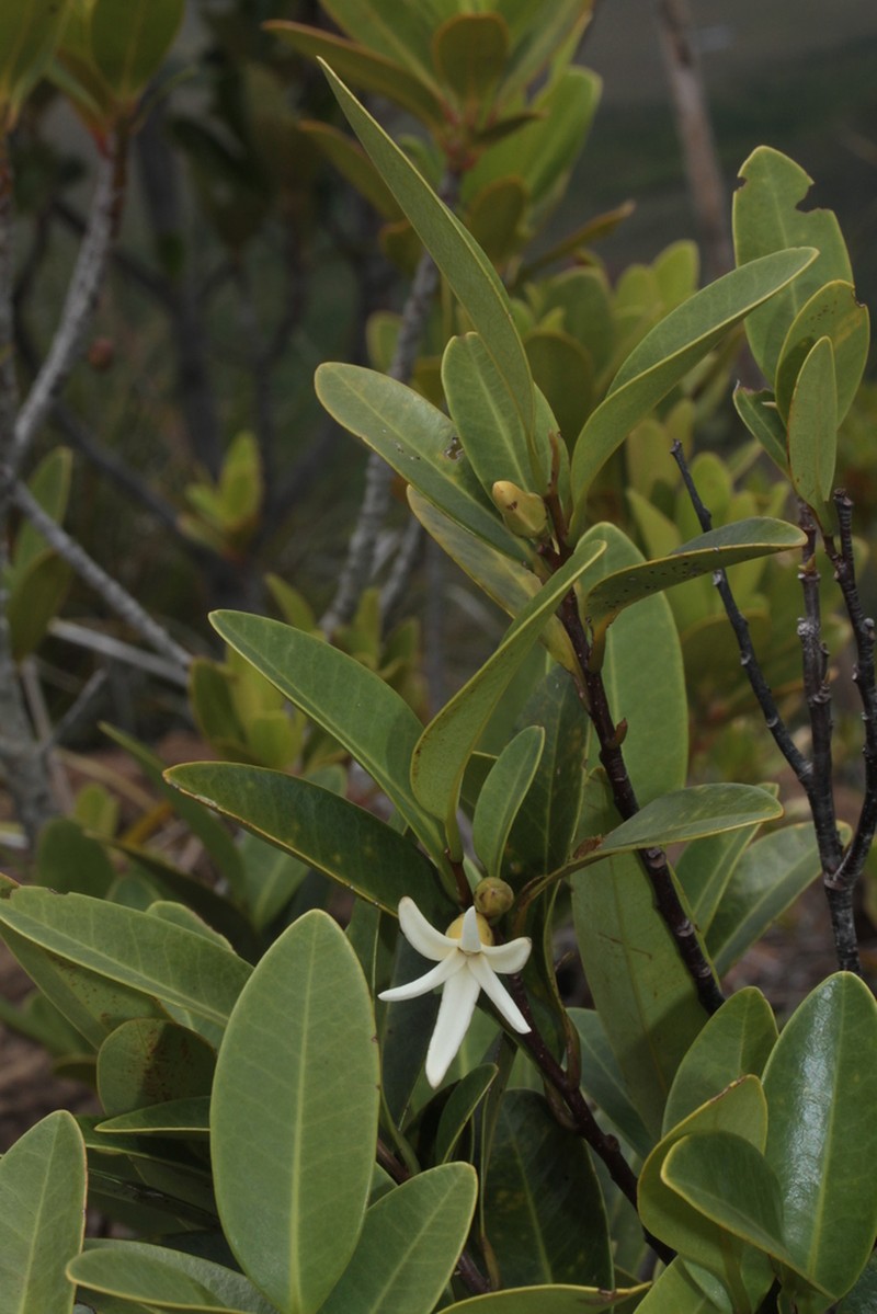 Xylopia pancheri photo 5