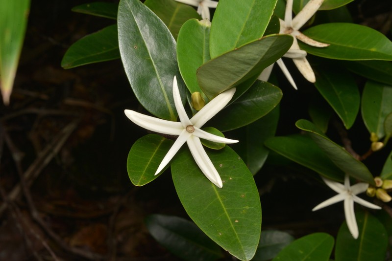 Xylopia pancheri photo 6