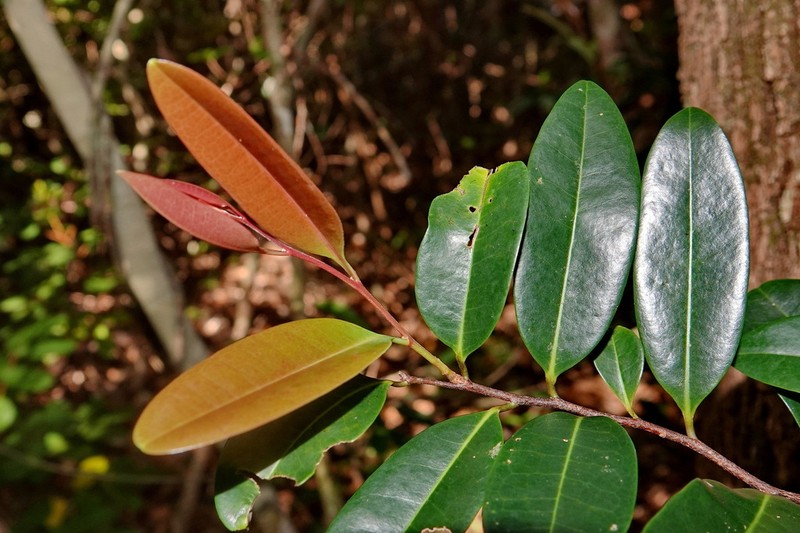 Xylopia pancheri photo 7