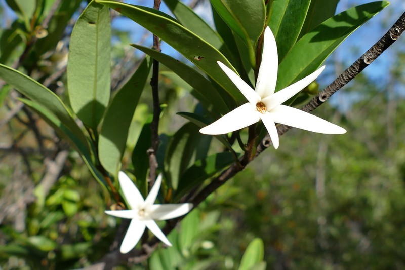 Xylopia pancheri photo 8