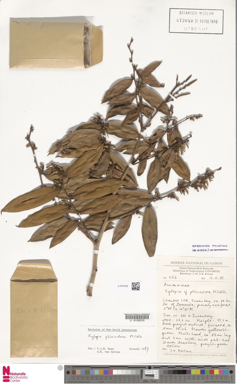 Xylopia paniculata photo 2