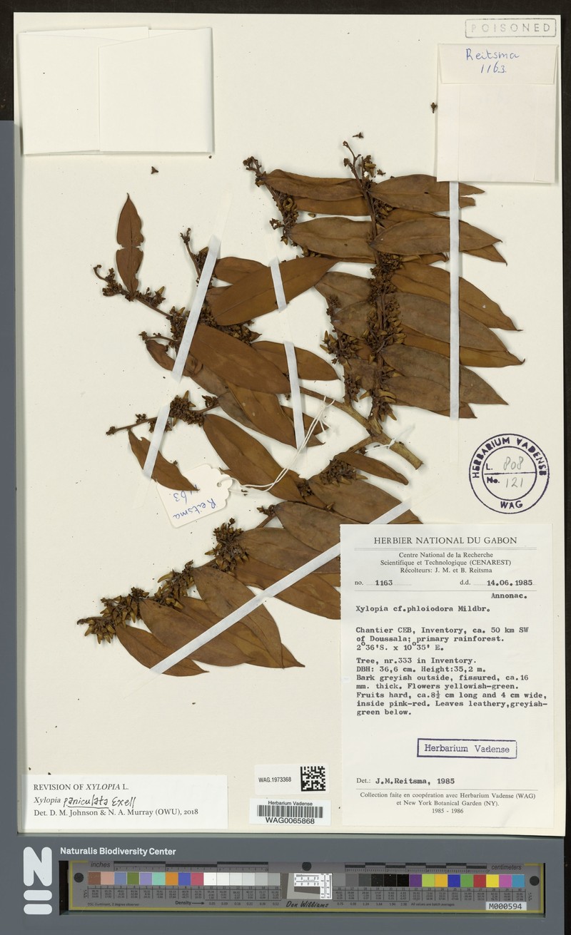 Xylopia paniculata photo 3