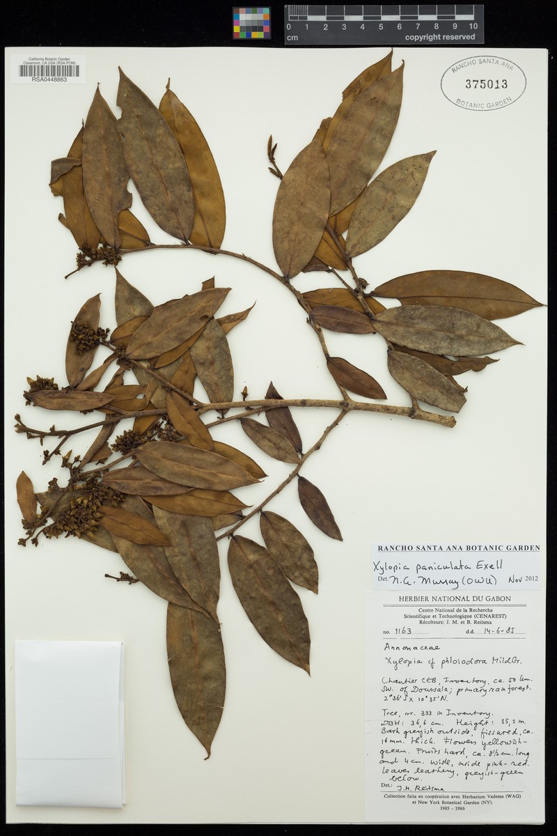 Xylopia paniculata photo 4