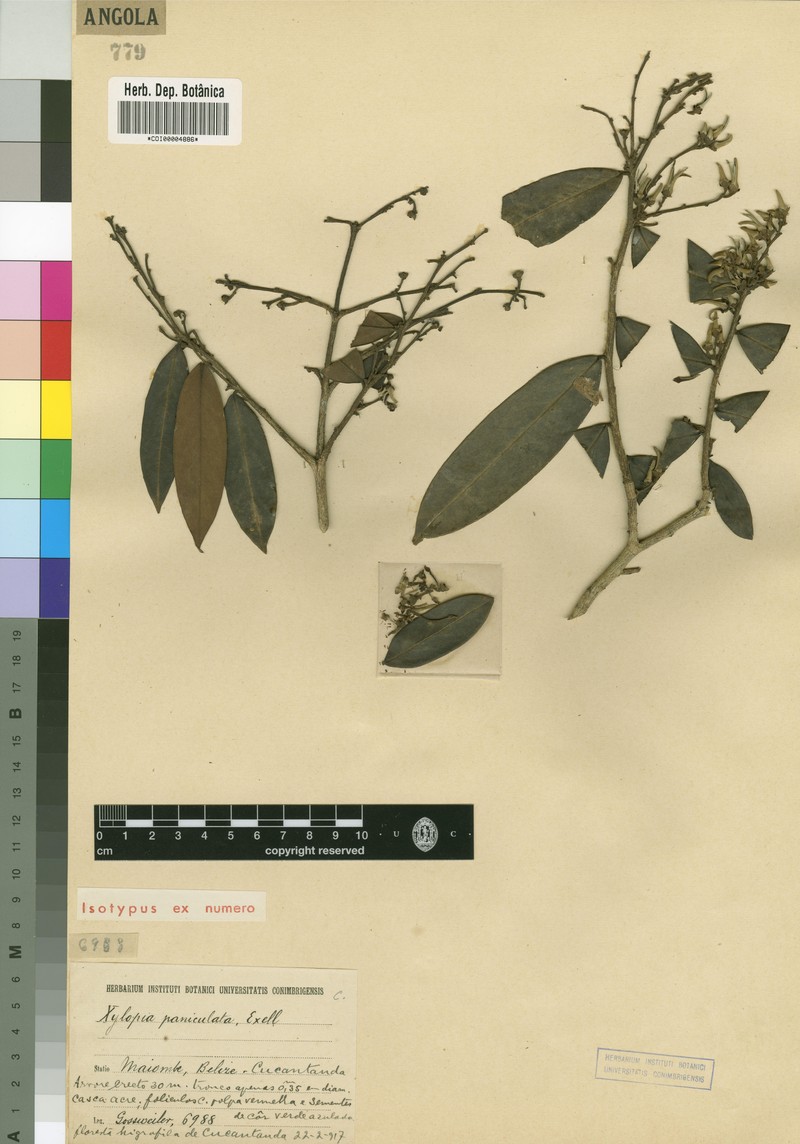Xylopia paniculata