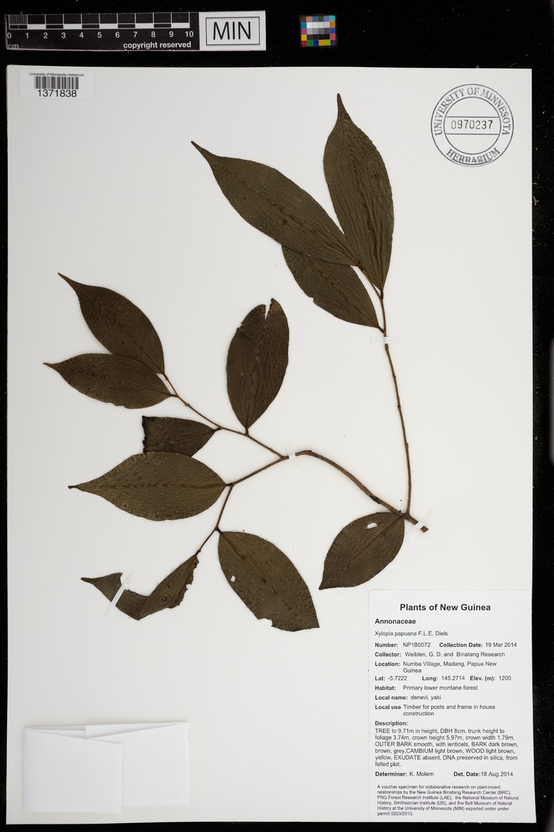 Xylopia papuana