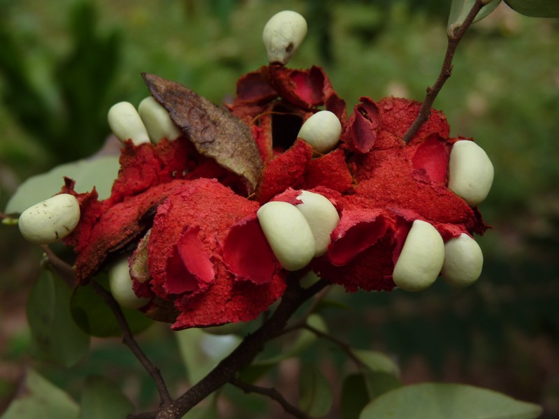 Xylopia parviflora
