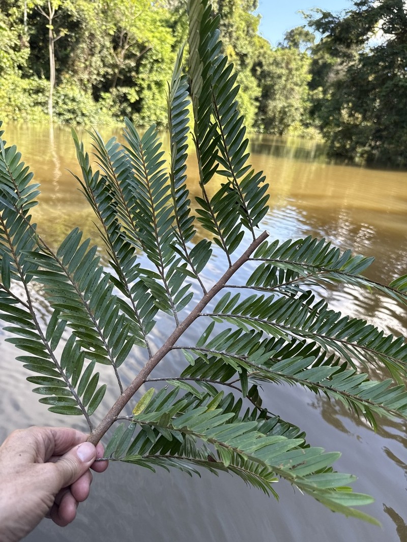 Xylopia parviflora photo 2