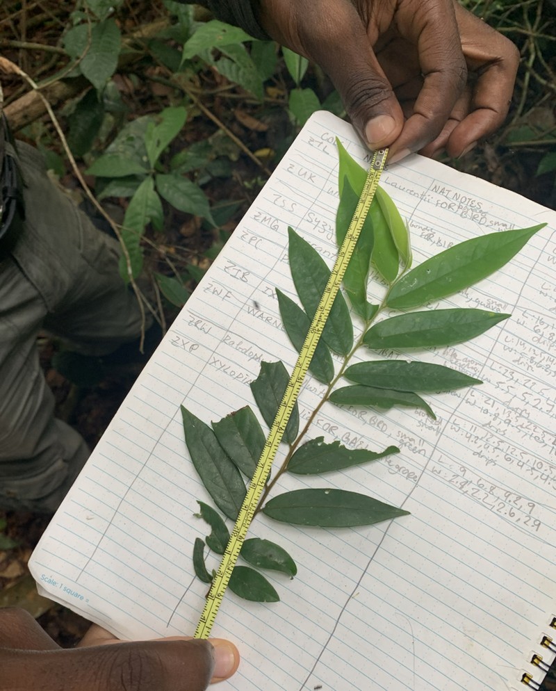 Xylopia parviflora photo 3