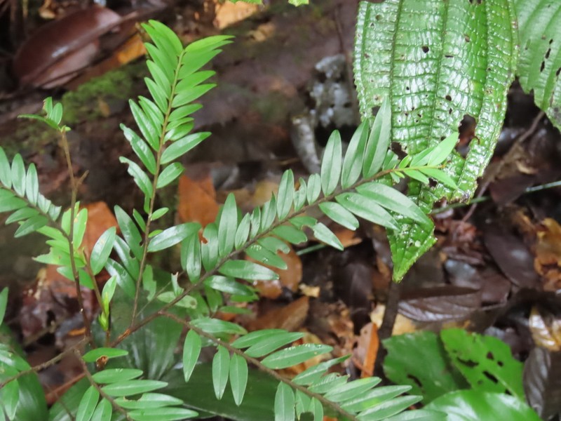 Xylopia parviflora photo 4