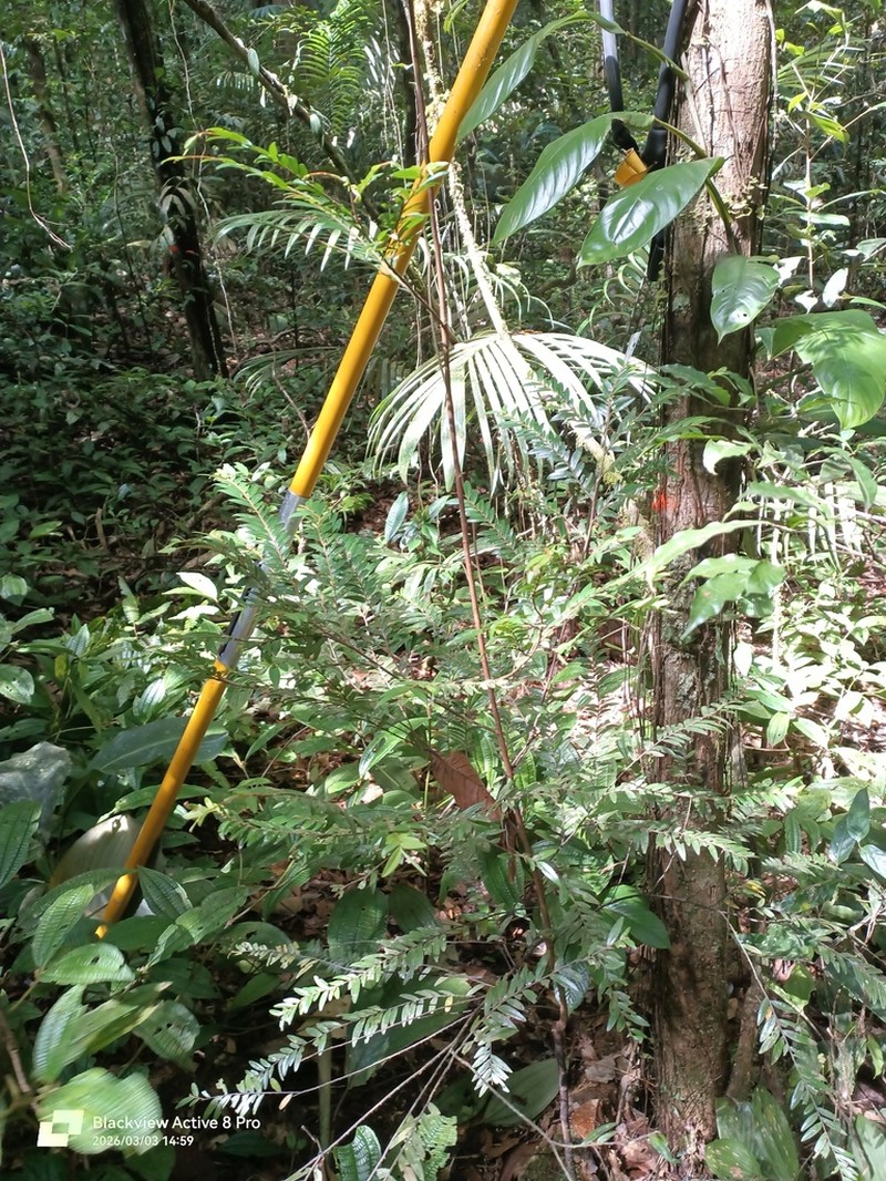 Xylopia parviflora photo 5
