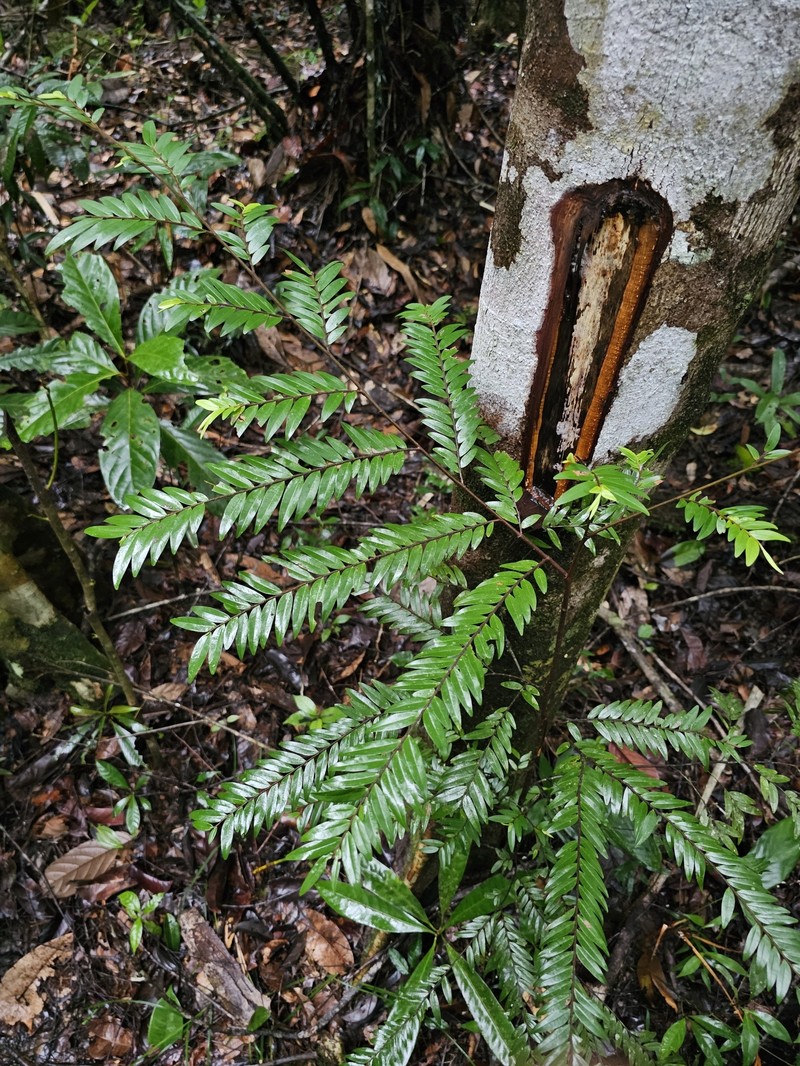 Xylopia parviflora photo 7