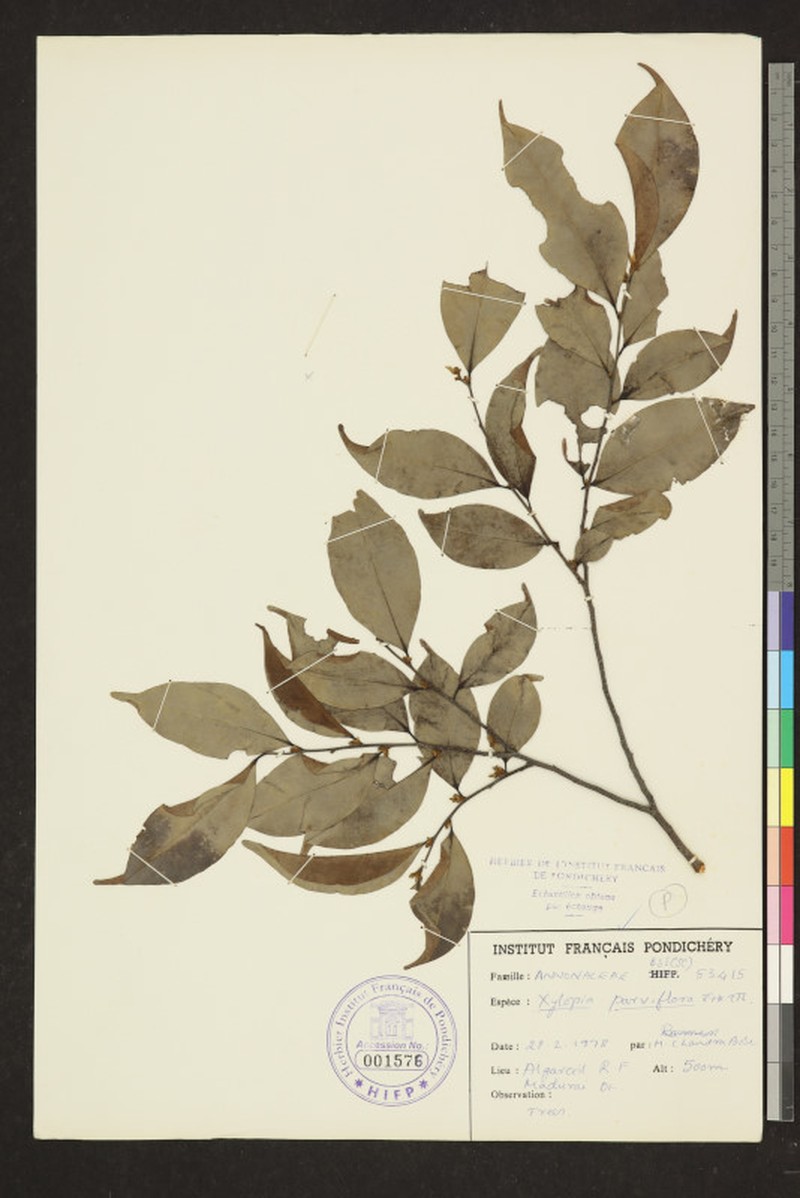 Xylopia patoniae
