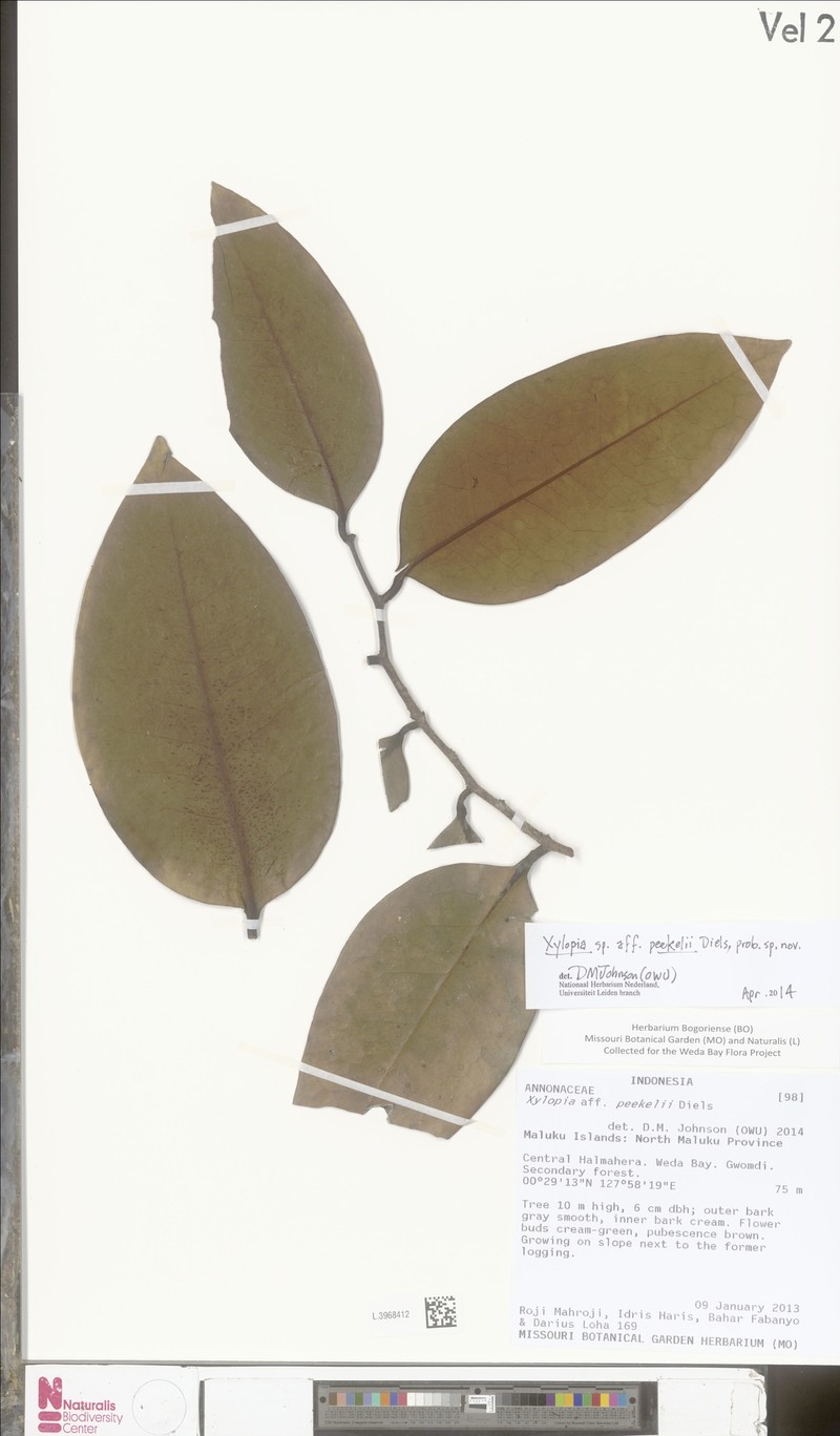 Xylopia peekelii