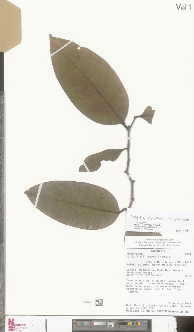 Xylopia peekelii photo 2