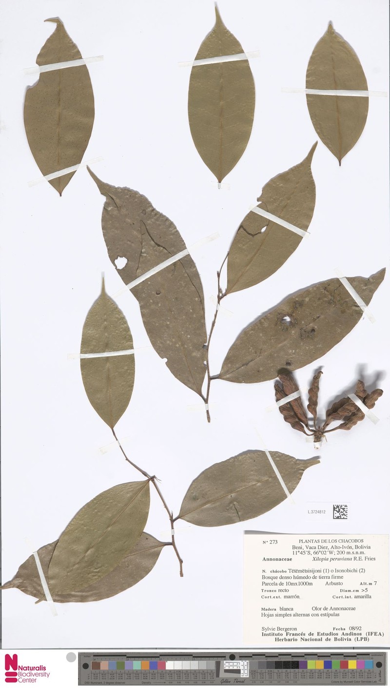 Xylopia peruviana