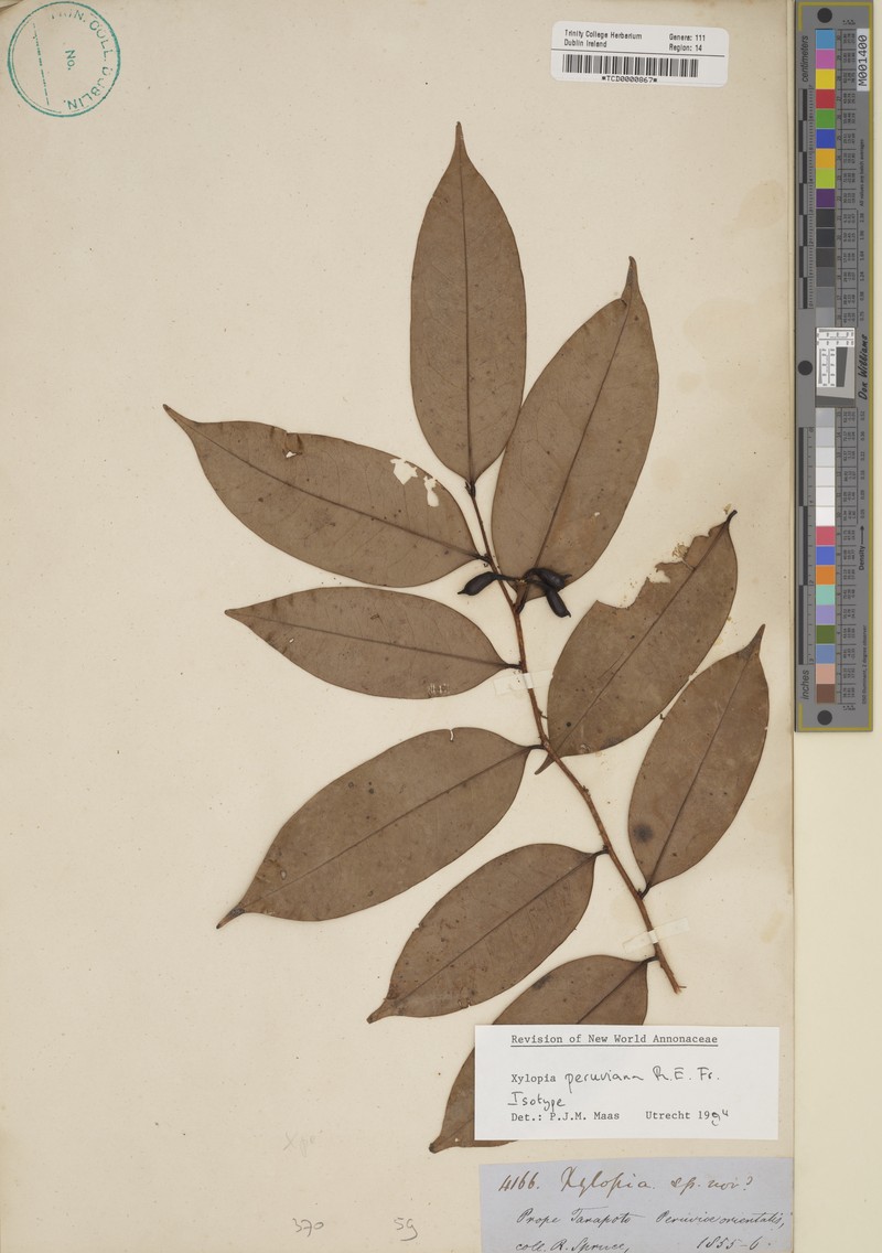 Xylopia peruviana photo 2