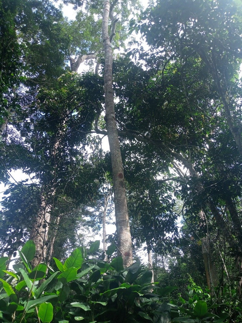 Xylopia phloiodora