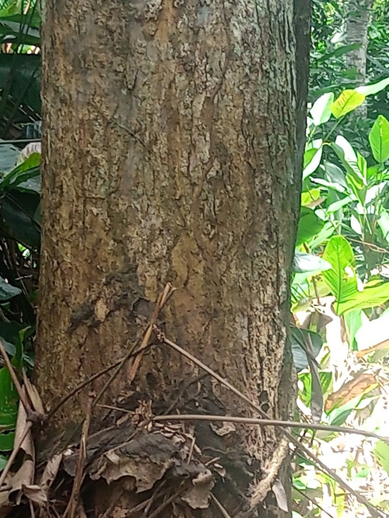 Xylopia phloiodora photo 2