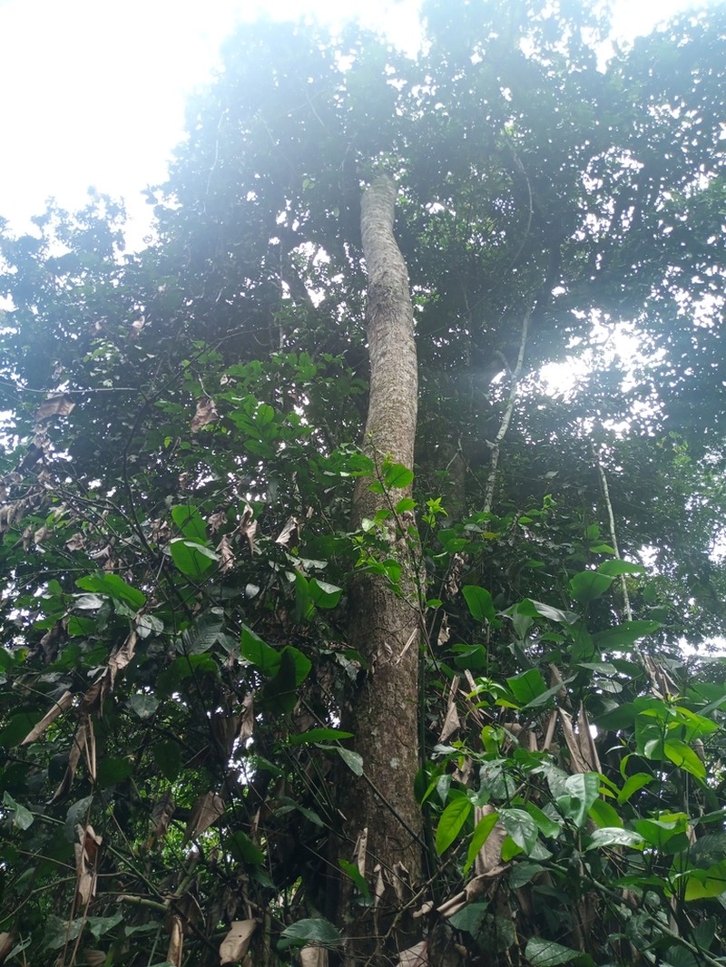 Xylopia phloiodora photo 3